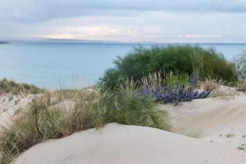 Sanddünen mit Gras und violetten Blumen am Meer im TAIGA Tarifa Ferienpark, Andalusien, Spanien.