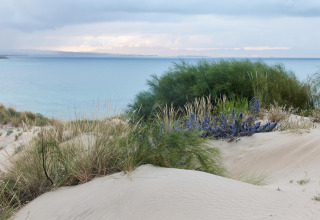 Sanddünen mit Gras und violetten Blumen am Meer im TAIGA Tarifa Ferienpark, Andalusien, Spanien.