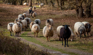Un rebaño de ovejas, con una oveja negra, camina por un sendero forestal cerca de Fluitenberg, Drenthe, Países Bajos.