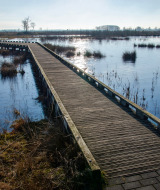 Pasarela de madera sobre un humedal cerca de Fluitenberg en Drenthe, Países Bajos, rodeada de agua tranquila.