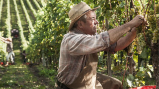Hombre cosechando uvas en un viñedo en Camping Podere Sei Poorte, parque vacacional en Marche, Italia.