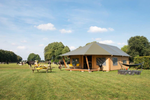 A safari tent on a grassy field with a picnic table and hammock, cows grazing in the background, under blue sky.