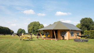 A safari tent on a grassy field with a picnic table and hammock, cows grazing in the background, under blue sky.