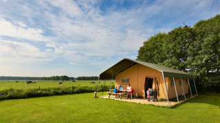 Tienda safari en un campo verde con familias en una mesa de picnic y vacas pastando bajo un cielo azul.