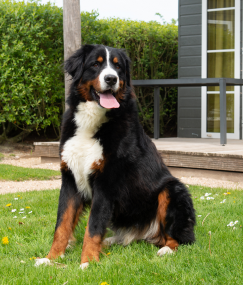 En Berner Sennenhund sidder på græsset foran Comfort Lodge, hvor hunde er velkomne, med veranda bagved.