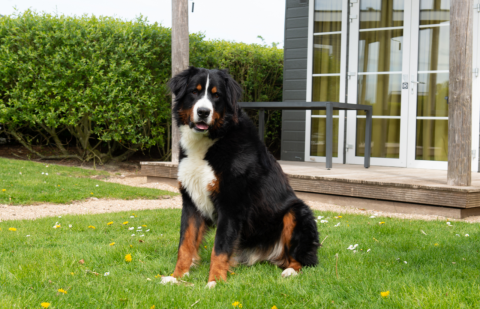 Een Berner Sennenhond zit in het gras voor Comfort Lodge op Kompas Camping Nieuwpoort, België.