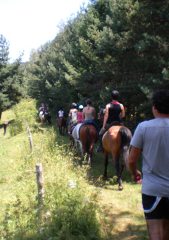 People ride horses and walk along a forest trail at Camping Les Sapins in Occitanie, France, on a sunny day.