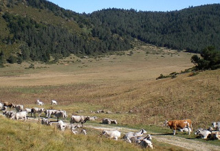 Cows graze and rest on a grassy plain with forested hills in the background at Camping Les Sapins, Occitanie, France.