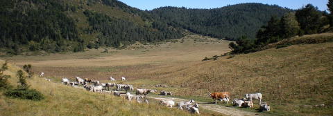 Kühe weiden auf einer grünen Wiese, umgeben von Hügeln und Wäldern, Camping Les Sapins, Occitanie, Frankreich.