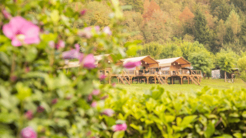 Tende safari Desert Lodge XL al Camping Gajole in Italia, con fiori e vegetazione rigogliosa in primo piano.