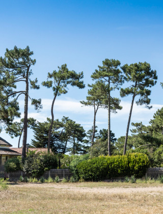 Casa rodeada de pinos y vegetación frondosa cerca de Arcachon, Nouvelle-Aquitania, Francia, bajo cielo azul.