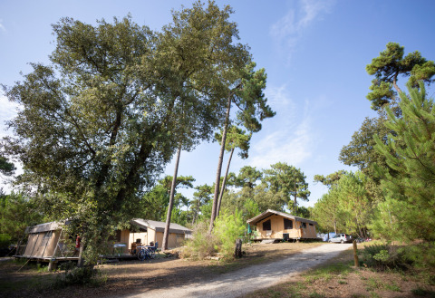 Twee houten vakantiewoningen tussen bomen bij Huttopia Oléron Les Chênes Verts in Nouvelle-Aquitaine, Frankrijk.