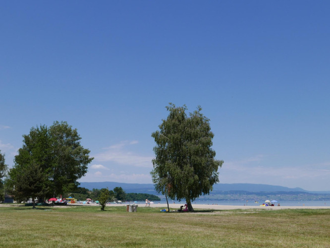 Lawn with scattered trees and beach view at Camping La Pinède - Excenevex holiday park in France.