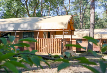 Safari-Zelt Lodgetent bei De Zanding in den Niederlanden, umgeben von Wald und Natur.