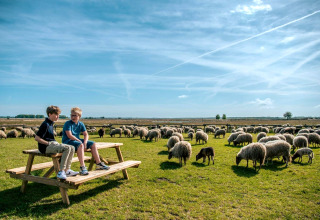 Twee jongens zitten op een picknickbank omringd door grazende schapen bij een glamping-accommodatie.