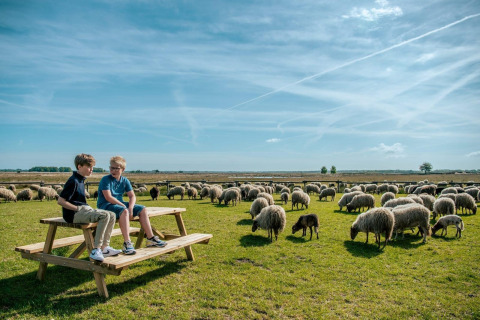Zwei Jungen sitzen auf einer Picknickbank, umgeben von Schafen, unter blauem Himmel auf einem Glampingplatz.