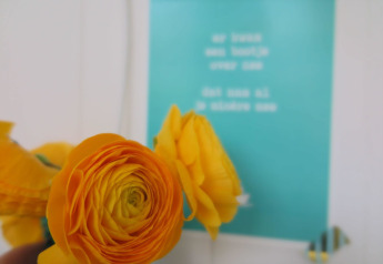 Flor de ranúnculo amarilla enfocada con un cartel azul borroso en Beach house 'Dishoek 60', Zeeland, Países Bajos.