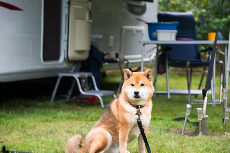Ein Shiba Inu sitzt entspannt vor einer Glamping-Unterkunft mit Campingmöbeln im Hintergrund.