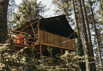 Lodge tente safari avec sanitaires, entouré de grands arbres et verdure dans un cadre forestier.