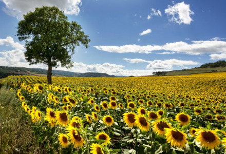 Campo de girasoles cerca de Royat en Auvergne-Rhône-Alpes, Francia, con un árbol solitario y cielo azul.