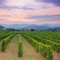 Viñedos cerca de Font-Romeu, Occitania, Francia, con filas verdes y montañas al fondo durante el atardecer.