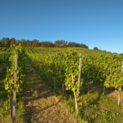 Sunny vineyard scene at a holiday park with glamping accommodations, lush green grapevines in rows.