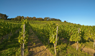 Viñedo soleado en un parque vacacional que ofrece glamping, filas de vides verdes bajo el cielo azul.