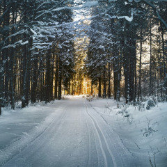Besneeuwd bospad omringd door bomen bij zonsondergang in een vakantiepark met glamping opties.