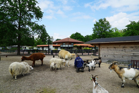 Een persoon voedt geiten, schapen en een lama bij een boerderij naast glamping accommodatie met bomen.