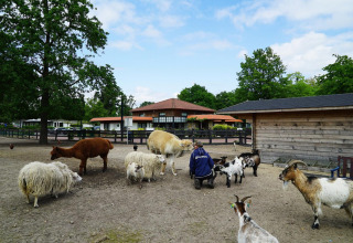 Una persona alimenta cabras, ovejas y una llama en una granja junto a un alojamiento glamping con árboles.