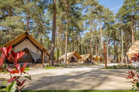 Alojamiento glamping en Papendaal Lodge con tiendas de lujo rodeadas de altos pinos y cielo soleado.