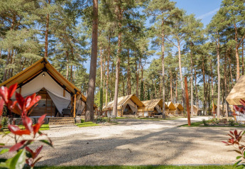 Alojamiento glamping en Papendaal Lodge con tiendas de lujo rodeadas de altos pinos y cielo soleado.