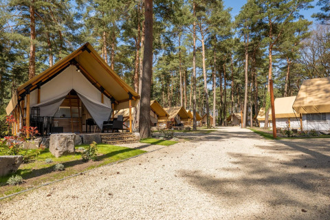 Tentes safari Papendaal lodge au Hoge Kempen, Belgique, entourées de pins sous un ciel bleu ensoleillé.