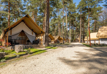Tentes safari Papendaal lodge au Hoge Kempen, Belgique, entourées de pins sous un ciel bleu ensoleillé.