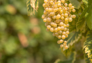 Ripe white grapes hanging on a vine in a vineyard at Camping Al Lago di Lago, Veneto, Italy.