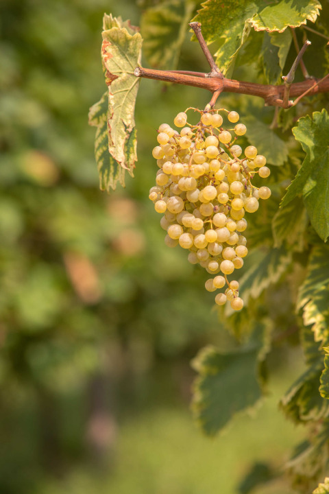 Uvas blancas maduras colgando de una vid en un viñedo de Camping Al Lago di Lago, Véneto, Italia.