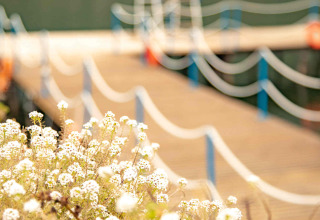 White wildflowers in front of a pier at Camping Al Lago di Lago, Veneto, Italy, on a sunny day.