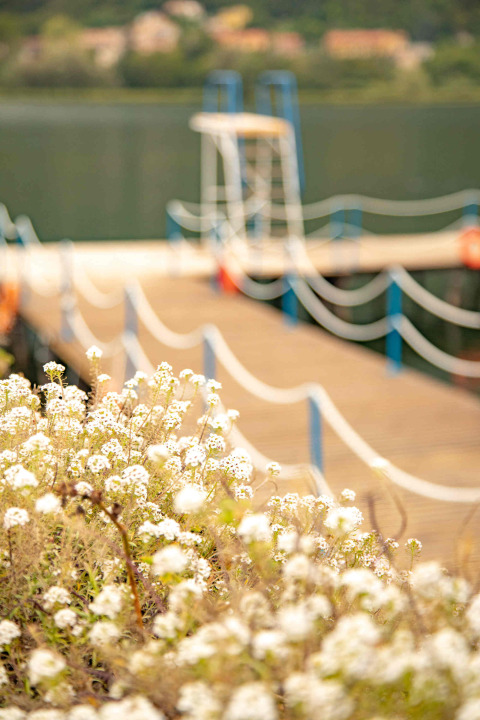 Flores silvestres blancas frente a un muelle en Camping Al Lago di Lago, Véneto, Italia, en un día soleado.
