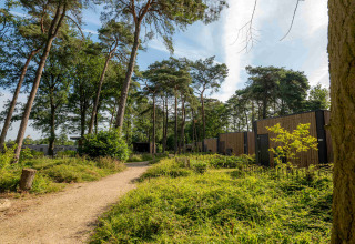 Forest path beside modern wooden cabins at Hofparken Wiltershaar holiday park in scenic Gelderland, Netherlands.