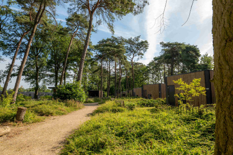 Forest path beside modern wooden cabins at Hofparken Wiltershaar holiday park in scenic Gelderland, Netherlands.