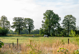 Green meadow with cows, trees, and grass at Hofparken Wiltershaar, a holiday park in Gelderland, Netherlands.