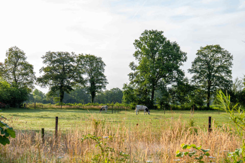 Pradera verde con vacas, árboles y césped en Hofparken Wiltershaar, parque vacacional en Gelderland, Países Bajos.