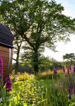 Luz solar entre árboles, flores silvestres moradas y una cabaña de madera en Hofparken Wiltershaar, Gelderland, Países Bajos.
