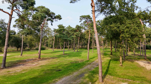Grüne Wiese mit verstreuten Bäumen im Hofparken De Bergvennen, einem Ferienpark in Overijssel, Niederlande.
