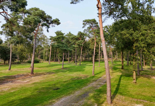 Grüne Wiese mit verstreuten Bäumen im Hofparken De Bergvennen, einem Ferienpark in Overijssel, Niederlande.