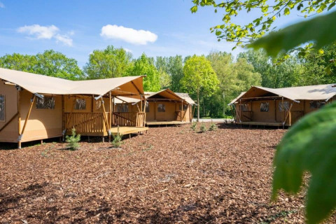 Safari-Glampingzelte auf einem hölzernen Waldboden, umgeben von grünen Bäumen an einem sonnigen Tag.