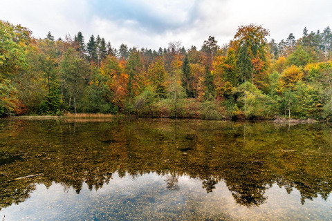 Herbstlicher Wald spiegelt sich im ruhigen See nahe dem Tiny House Tractor Cabin am Wörthersee, Österreich.