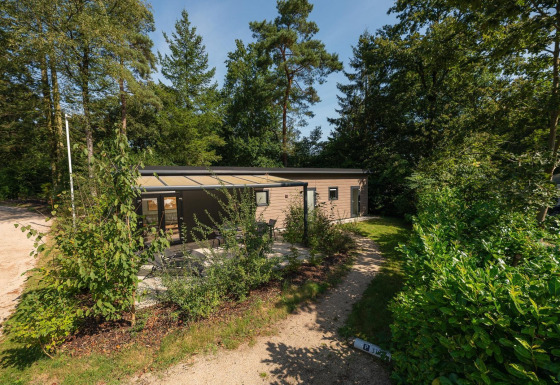 Forest Lodge set fra oven, omgivet af træer og grønne planter med sollys, terrasse og grussti foran.