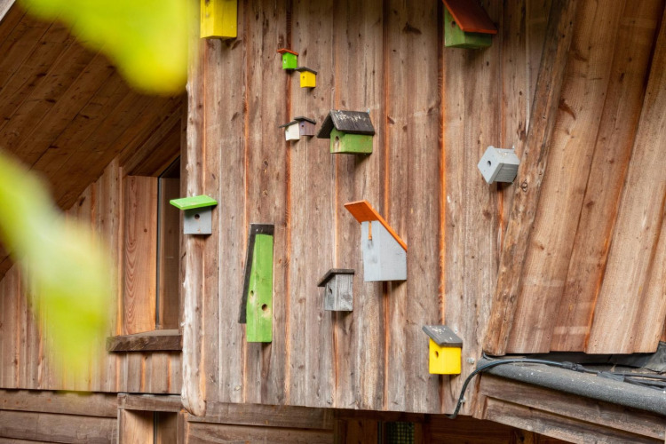 Kleurige vogelhuisjes aan een houten muur bij Nature Lodge, De Wije Werelt, in Nederland.