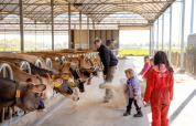 Family feeding cows at FarmCamps BoeBaDoe, a popular holiday park in the Limburg region, Netherlands.